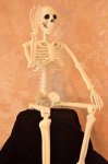 Bosley Jr. Posable Skeleton, 36" tall (image for) Bosley Jr. Posable Skeleton, 36" tall