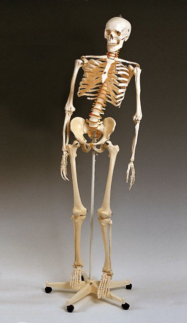 flexible skeleton