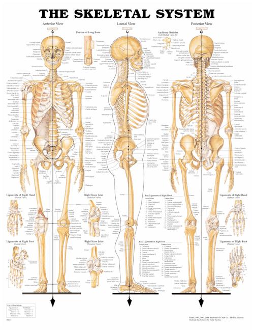 The Bone System